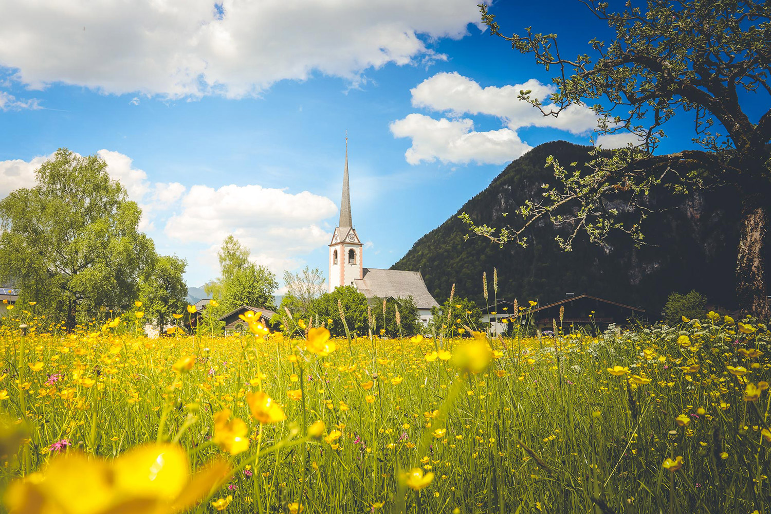 Blumenwiese mit Blick auf Kirche
