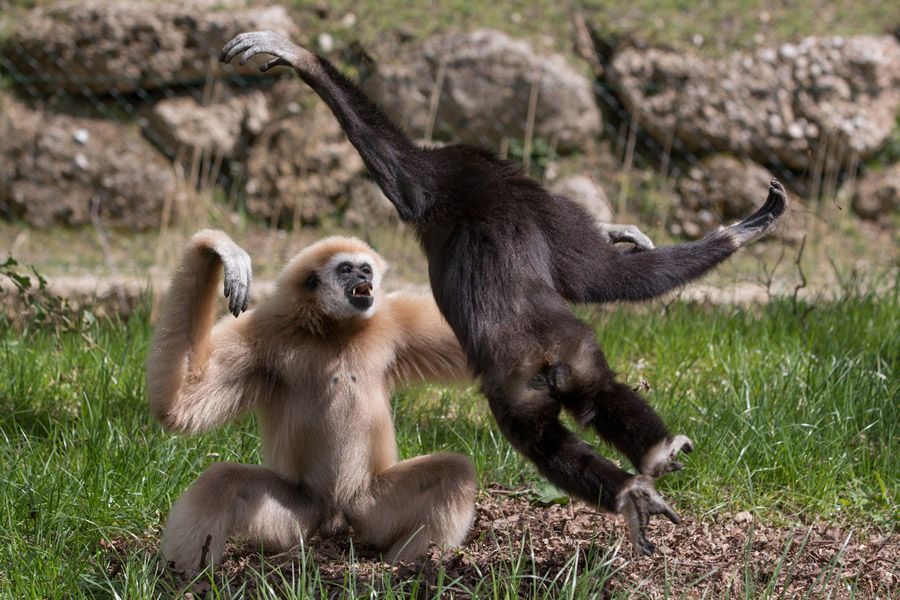 ZooSBG-Gibbonpaar-Thomas-Wimmer.jpg